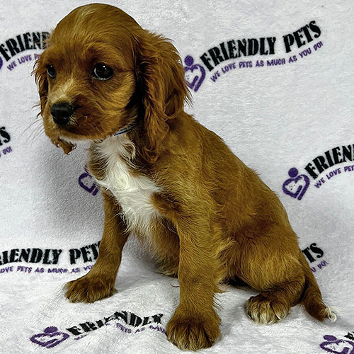 Cavapoo Puppy