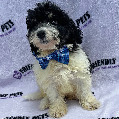 Bichonpoo Puppy
