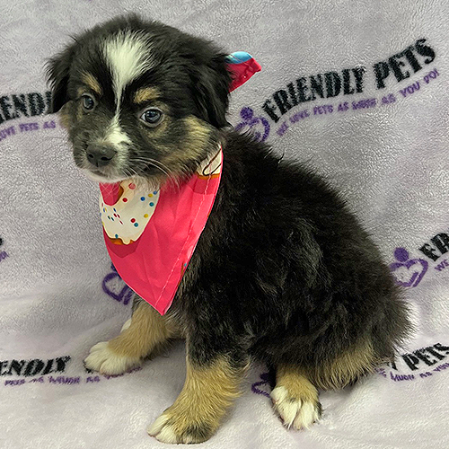 Mini Australian Shepherd Puppy
