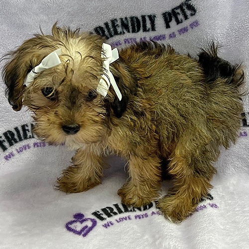 Yorkiepoo Puppy