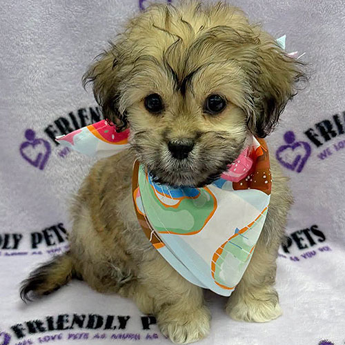 Pekeapoo Puppy