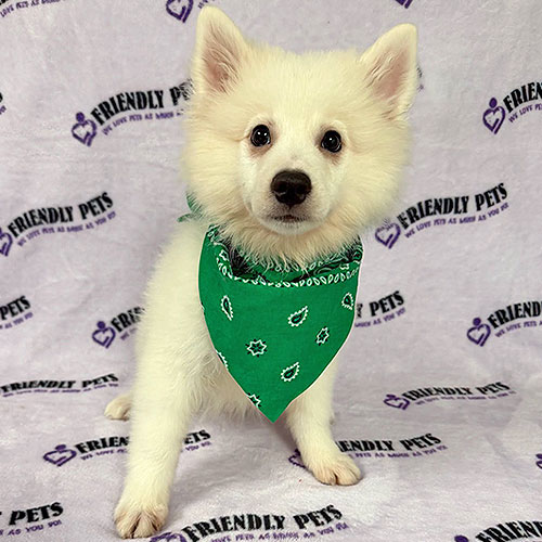 American Eskimo Puppy