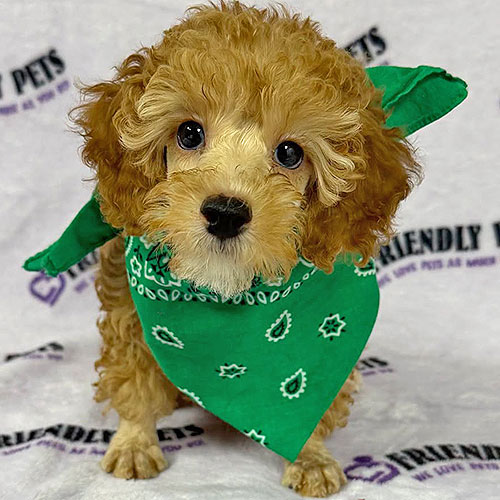 Mini Poodle Puppy