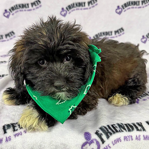 Lhasapoo Puppy