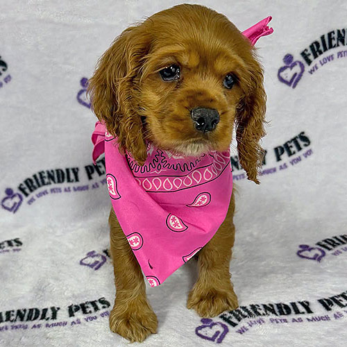 Cocker Spaniel Puppy