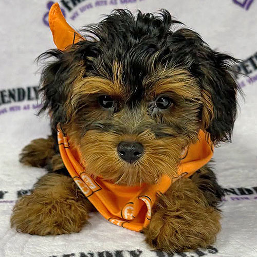 Shorkie Puppy