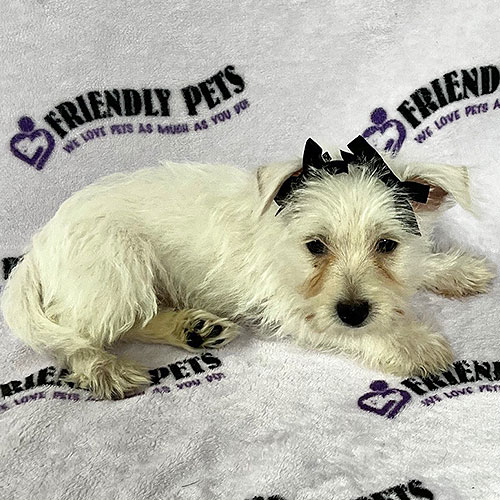 Westie Puppy