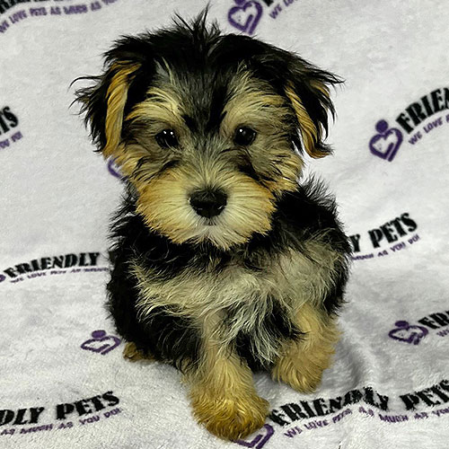 Morkie Puppy