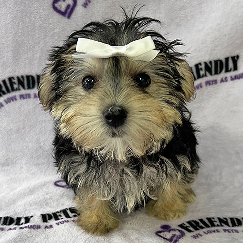 Morkie Puppy