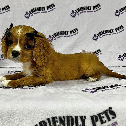 Cavalier King Charles Puppy