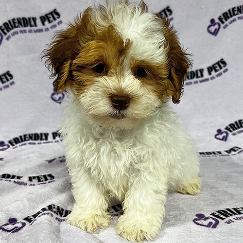 Shihpoo Puppy