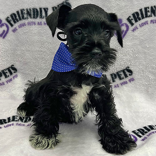 Mini Schnauzer Puppy
