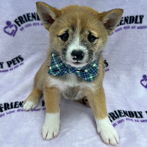 Shiba Inu Puppy