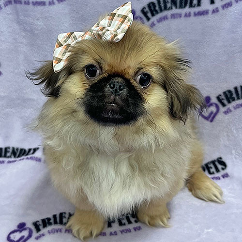Pekingese Puppy