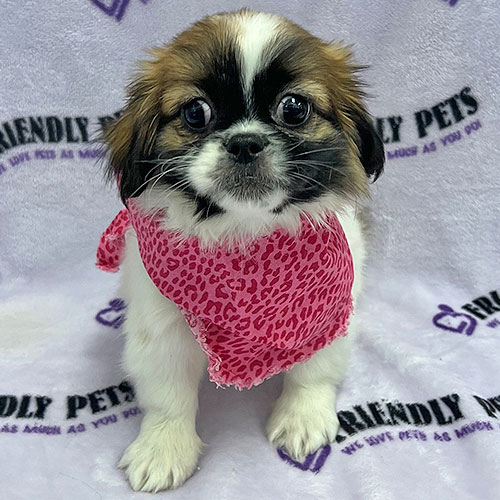 Pekingese Puppy