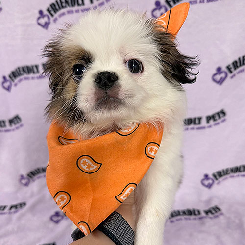 Japanese Chin Puppy