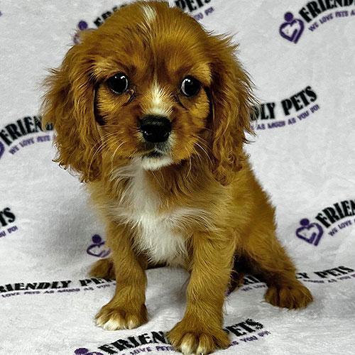 Cavalier King Charles Puppy