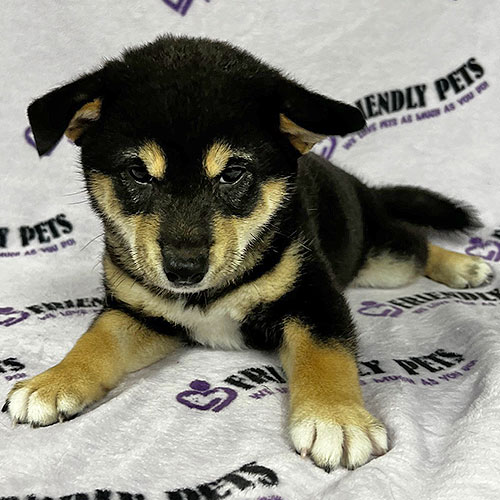 Shiba Inu Puppy