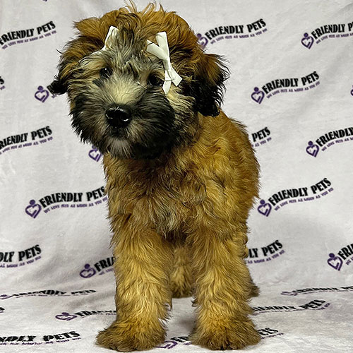 Soft Coated Wheaten Puppy