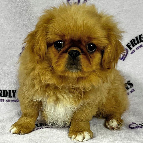 Pekingese Puppy