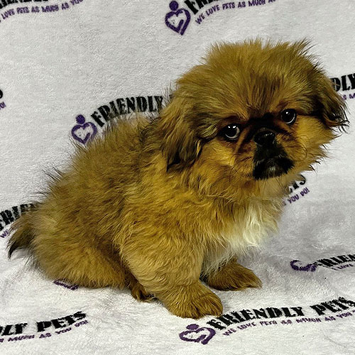 Pekingese Puppy