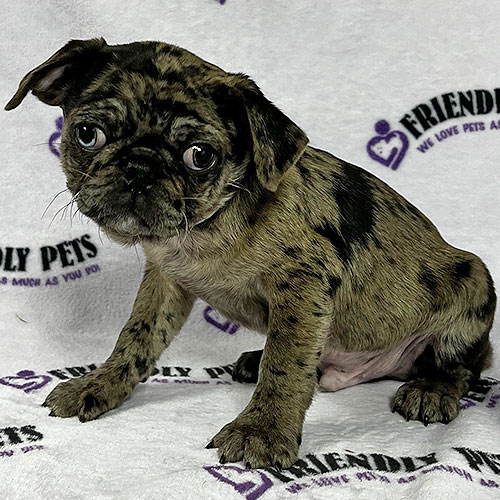 Pug Puppy