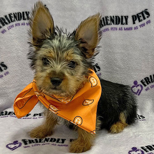 Silky Terrier Puppy