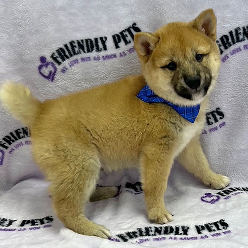 Shiba Inu Puppy