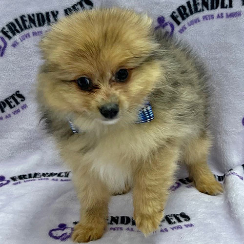 Pomeranian Puppy