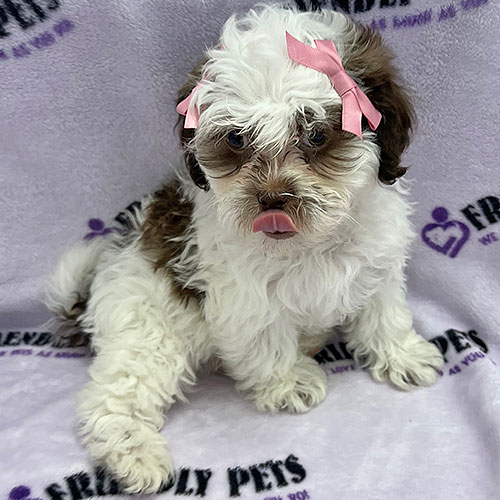 Shihpoo Puppy