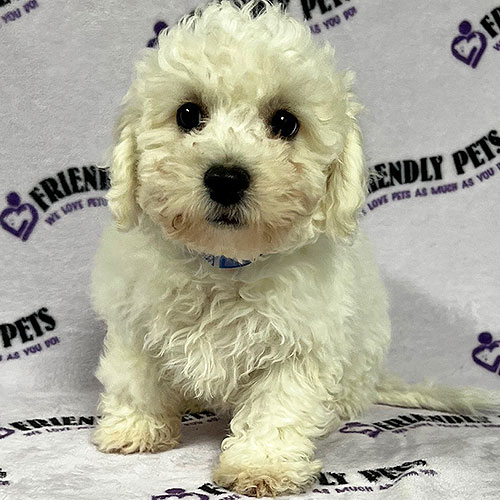 Bichon Frise Puppy