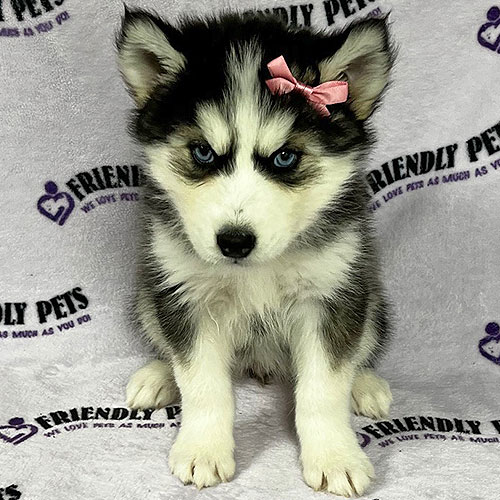 Siberian Husky Puppy