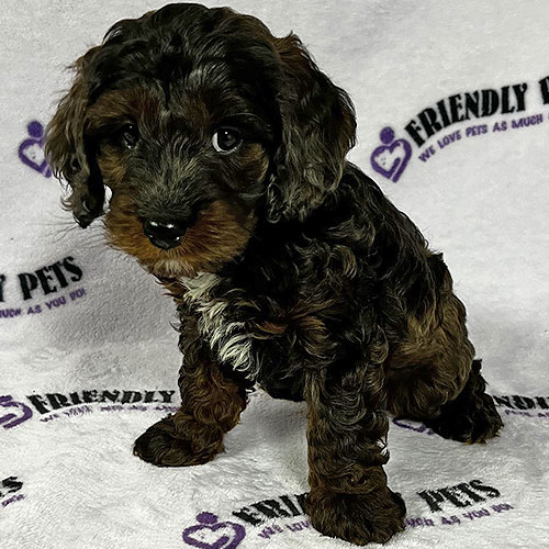 Cockapoo Puppy