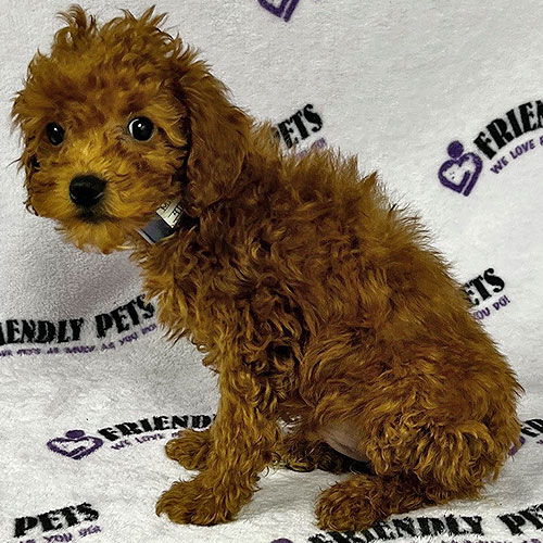 Mini Poodle Puppy