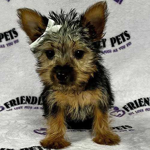 Silky Terrier Puppy