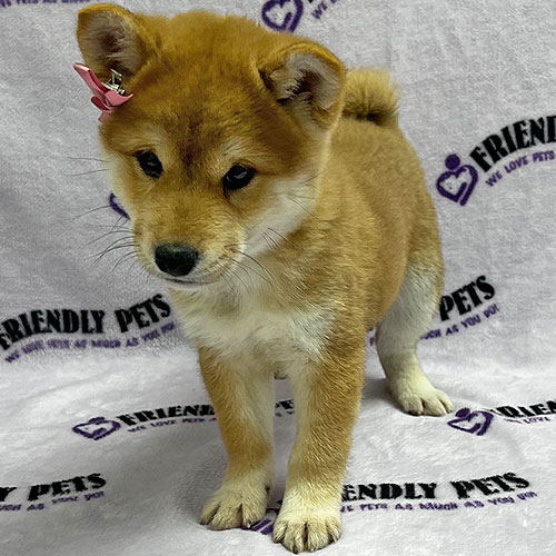 Shiba Inu Puppy