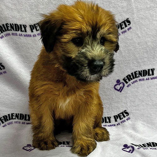 Soft Coated Wheaten Puppy