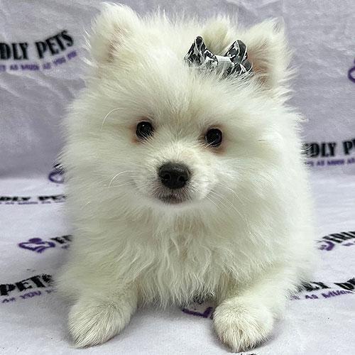 American Eskimo Puppy