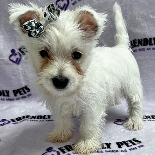 Westie Puppy