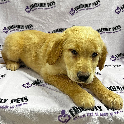 Golden Retriever Puppy