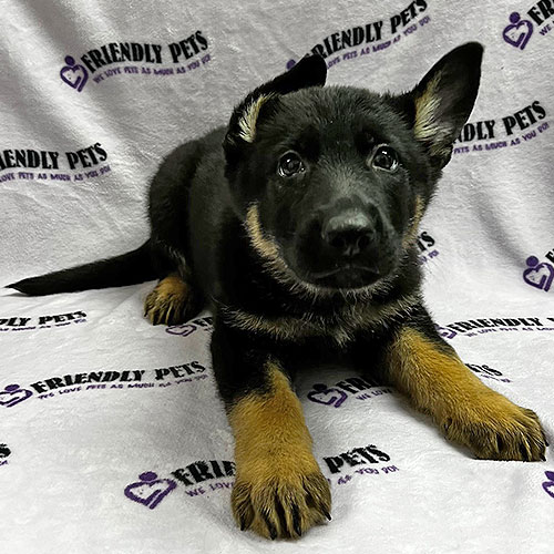 German Shepherd Puppy