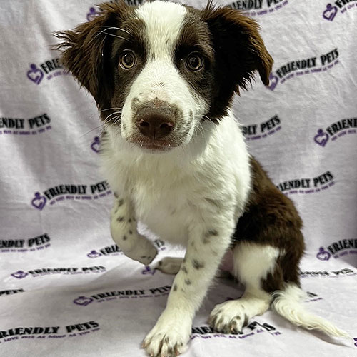 Border Collie Puppy