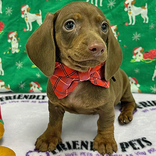 Mini Dachshund Puppy