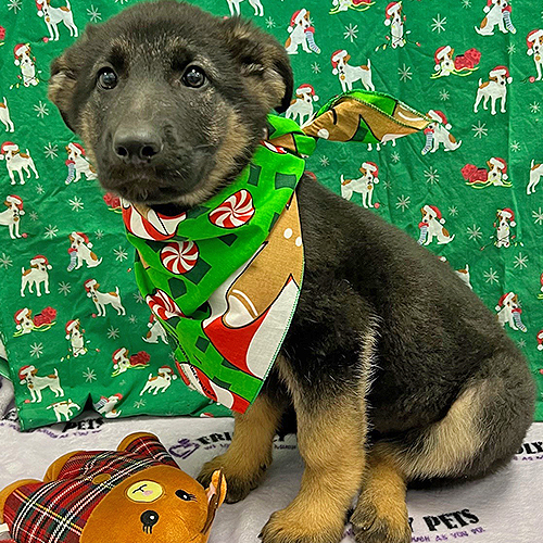 German Shepherd Puppy