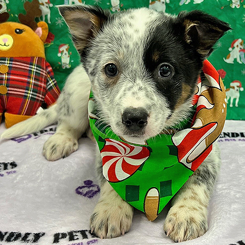Heeler Puppy