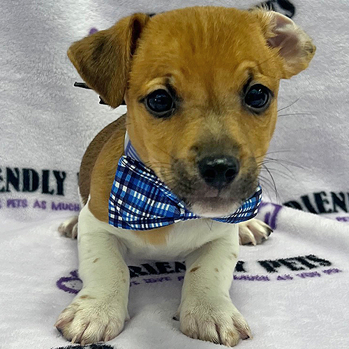 Jack Russell Puppy
