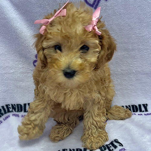 Mini Poodle Puppy